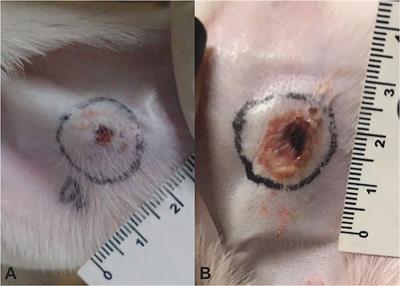 Protective Effectiveness of an Immunization Protocol Against the Toxic Effects of Loxosceles intermedia Venom in Rabbits